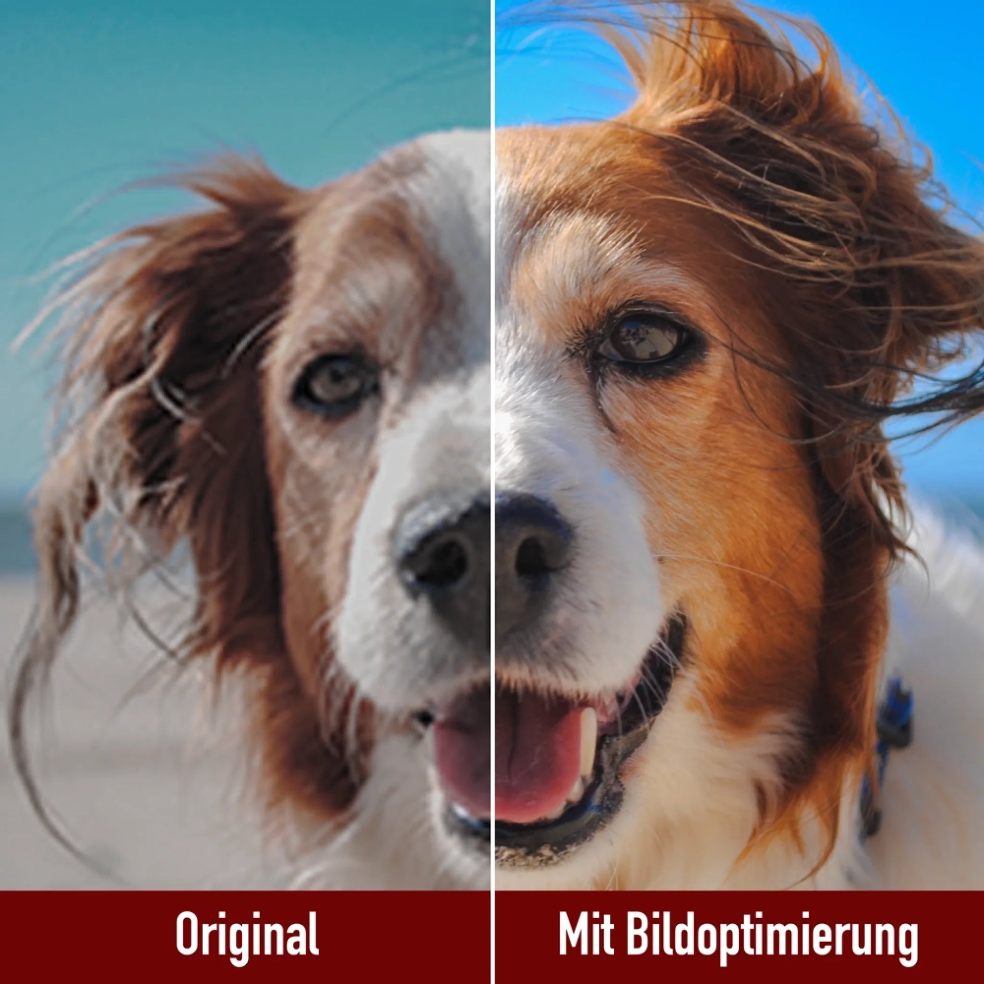 bildoptimerung-hund