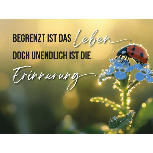Dekoschild 20 x 15 cm – Tautropfen im Morgenlicht – „Begrenzt ist das Leben …“ - meine - gedenktafel.de